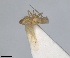  (Micantulina stigmatipennis - RMNH.INS.1646775)  @11 [ ] by-nc-sa (2024) Unspecified Naturalis Biodiversity Centre