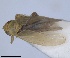  (Thamnotettix zelleri - RMNH.INS.1646785)  @11 [ ] by-nc-sa (2024) Unspecified Naturalis Biodiversity Centre
