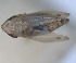  (Arocephalus sagittarius - RMNH.INS.1646797)  @11 [ ] by-nc-sa (2024) Unspecified Naturalis Biodiversity Centre