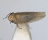  (Psammotettix arcuatus - RMNH.INS.1646803)  @11 [ ] by-nc-sa (2024) Unspecified Naturalis Biodiversity Centre