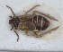  (Javesella discolor - RMNH.INS.1647120)  @11 [ ] by-nc-sa (2024) Unspecified Naturalis Biodiversity Centre