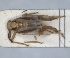  (Delphax inermis - RMNH.INS.1647130)  @11 [ ] by-nc-sa (2024) Unspecified Naturalis Biodiversity Centre