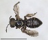  (Flavipanurgus flavus - RMNH.INS.1651947)  @11 [ ] by-nc-sa (2024) Unspecified Naturalis Biodiversity Centre