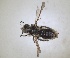  (Panurginus sculpturatus - RMNH.INS.1651991)  @11 [ ] by-nc-sa (2024) Unspecified Naturalis Biodiversity Centre