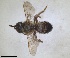  (Melitturga syriaca - RMNH.INS.1652010)  @11 [ ] by-nc-sa (2024) Unspecified Naturalis Biodiversity Centre