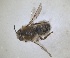  (Melitturga praestans - RMNH.INS.1652058)  @11 [ ] by-nc-sa (2024) Unspecified Naturalis Biodiversity Centre