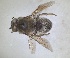  (Melitturga spinosa - RMNH.INS.1652065)  @11 [ ] by-nc-sa (2024) Unspecified Naturalis Biodiversity Centre