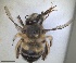  (Anthophora rutilans - RMNH.INS.1660980)  @11 [ ] by-nc-sa (2024) Unspecified Naturalis Biodiversity Centre