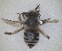  (Anthophora rogenhoferi - RMNH.INS.1661227)  @11 [ ] by-nc-sa (2024) Unspecified Naturalis Biodiversity Centre