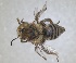  (Anthophora lieftincki - RMNH.INS.1661445)  @11 [ ] by-nc-sa (2024) Unspecified Naturalis Biodiversity Centre