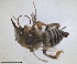  (Anthophora fulvipes - RMNH.INS.1661509)  @11 [ ] by-nc-sa (2024) Unspecified Naturalis Biodiversity Centre