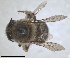  (Anthophora crassipes - RMNH.INS.1661544)  @11 [ ] by-nc-sa (2024) Unspecified Naturalis Biodiversity Centre