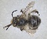  (Anthophora crinipes - RMNH.INS.1661550)  @11 [ ] by-nc-sa (2024) Unspecified Naturalis Biodiversity Centre