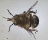  (Anthophora borealis - RMNH.INS.1661552)  @11 [ ] by-nc-sa (2024) Unspecified Naturalis Biodiversity Centre