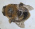  (Anthophora balneorum - RMNH.INS.1661562)  @11 [ ] by-nc-sa (2024) Unspecified Naturalis Biodiversity Centre