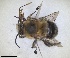  (Anthophora dufourii - RMNH.INS.1661596)  @11 [ ] by-nc-sa (2024) Unspecified Naturalis Biodiversity Centre