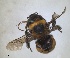  (Anthophora quadricolor - RMNH.INS.1661610)  @11 [ ] by-nc-sa (2024) Unspecified Naturalis Biodiversity Centre