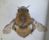  (Anthophora ferruginea - RMNH.INS.1661615)  @11 [ ] by-nc-sa (2024) Unspecified Naturalis Biodiversity Centre