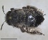  (Anthophora nigriceps - RMNH.INS.1661707)  @11 [ ] by-nc-sa (2024) Unspecified Naturalis Biodiversity Centre