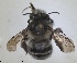  (Anthophora balearica - RMNH.INS.1662153)  @11 [ ] by-nc-sa (2024) Unspecified Naturalis Biodiversity Centre