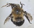  (Anthophora purpuraria - RMNH.INS.1662400)  @11 [ ] by-nc-sa (2024) Unspecified Naturalis Biodiversity Centre