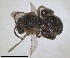  (Nomiapis femoralis - RMNH.INS.1662495)  @11 [ ] by-nc-sa (2024) Unspecified Naturalis Biodiversity Centre