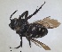  (Melecta diacantha - RMNH.INS.1662559)  @11 [ ] by-nc-sa (2024) Unspecified Naturalis Biodiversity Centre