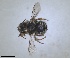  (Pseudoanthidium alpinum - RMNH.INS.1662643)  @11 [ ] by-nc-sa (2024) Unspecified Naturalis Biodiversity Centre