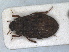  (Helophorus porculus - RMNH.INS.963425)  @11 [ ] by-nc-sa (2023) Unspecified Naturalis Biodiversity Centre