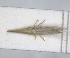  (Paradorydium occidentale - ZMA.INS.5135331)  @11 [ ] by-nc-sa (2024) Unspecified Naturalis Biodiversity Centre