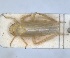  (Brachypterona viridissima - ZMA.INS.5135343)  @11 [ ] by-nc-sa (2024) Unspecified Naturalis Biodiversity Centre