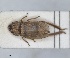  (Planaphrodes trifasciatus - ZMA.INS.5135351)  @11 [ ] by-nc-sa (2024) Unspecified Naturalis Biodiversity Centre