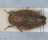  (Selenocephalus corsicus - ZMA.INS.5135356)  @11 [ ] by-nc-sa (2024) Unspecified Naturalis Biodiversity Centre