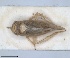  (Thamnotettix minoidis - ZMA.INS.5135363)  @11 [ ] by-nc-sa (2024) Unspecified Naturalis Biodiversity Centre