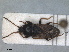  (Megalonotus emarginatus - ZMA.INS.5139139)  @11 [ ] by-nc-sa (2024) Unspecified Naturalis Biodiversity Centre