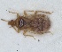  (Anthocoris visci - ZMA.INS.5139186)  @11 [ ] by-nc-sa (2024) Unspecified Naturalis Biodiversity Centre