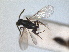  (Pseudisobrachium - ZMA.INS.5139824)  @11 [ ] by-nc-sa (2024) Unspecified Naturalis Biodiversity Centre