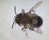  (Anthophora atroalba - ZMA.INS.5142853)  @11 [ ] by-nc-sa (2024) Unspecified Naturalis Biodiversity Centre