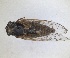  (Oligoglena tibialis - ZMA.INS.5145118)  @11 [ ] by-nc-sa (2024) Unspecified Naturalis Biodiversity Centre