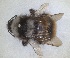  (Bombus mlokosievitzii - ZMA.INS.680270)  @11 [ ] by-nc-sa (2024) Unspecified Naturalis Biodiversity Centre