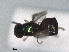  (Microchrysa cyaneiventris - ZMA.INS.853944)  @11 [ ] by-nc-sa (2024) Unspecified Naturalis Biodiversity Centre