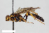  (Hepiopelmus variegatorius - BGE_00405_C04)  @11 [ ] CreativeCommons - Attribution Non-Commercial Share-Alike (2023) Unspecified Zoologisches Forschungsmuseum Alexander Koenig