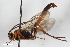  (Ichneumon cerebrosus - BGE_00406_B04)  @11 [ ] CreativeCommons - Attribution Non-Commercial Share-Alike (2023) Unspecified Zoologisches Forschungsmuseum Alexander Koenig