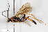  (Ichneumon vorax - BGE_00406_B05)  @11 [ ] CreativeCommons - Attribution Non-Commercial Share-Alike (2023) Unspecified Zoologisches Forschungsmuseum Alexander Koenig