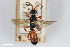  (Ichneumon gratus - BGE_00406_C04)  @11 [ ] CreativeCommons - Attribution Non-Commercial Share-Alike (2023) Unspecified Zoologisches Forschungsmuseum Alexander Koenig
