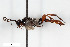  (Coelichneumon orbitator - BGE_00402_D07)  @11 [ ] CreativeCommons - Attribution Non-Commercial Share-Alike (2023) Unspecified Zoologisches Forschungsmuseum Alexander Koenig