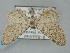  (Eupithecia chalikophila - BGE_ZSM_LEP_0467)  @11 [ ] by-nc-sa (2023) SNSB, Staatliche Naturwissenschaftliche Sammlungen Bayerns ZSM (SNSB, Zoologische Staatssammlung Muenchen)