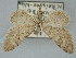  (Eupithecia chalikophila - BGE_ZSM_LEP_0469)  @11 [ ] by-nc-sa (2023) SNSB, Staatliche Naturwissenschaftliche Sammlungen Bayerns ZSM (SNSB, Zoologische Staatssammlung Muenchen)