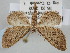  (Eupithecia tenerifensis - BGE_ZSM_LEP_0540)  @11 [ ] by-nc-sa (2023) SNSB, Staatliche Naturwissenschaftliche Sammlungen Bayerns ZSM (SNSB, Zoologische Staatssammlung Muenchen)
