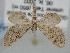  (Eupithecia rosai - BGE_ZSM_LEP_0546)  @11 [ ] by-nc-sa (2023) SNSB, Staatliche Naturwissenschaftliche Sammlungen Bayerns ZSM (SNSB, Zoologische Staatssammlung Muenchen)